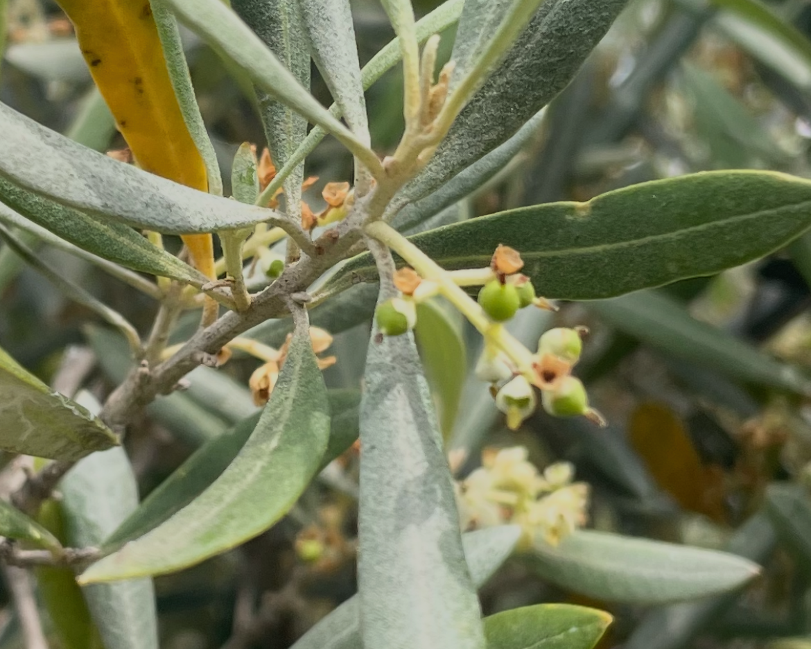 200ml -  Black Ceramic bottle - olive oil you choose