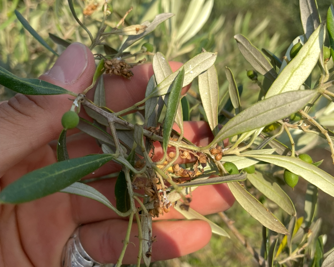 Hand holding olive branch with green leaves and small fruits, blurred background