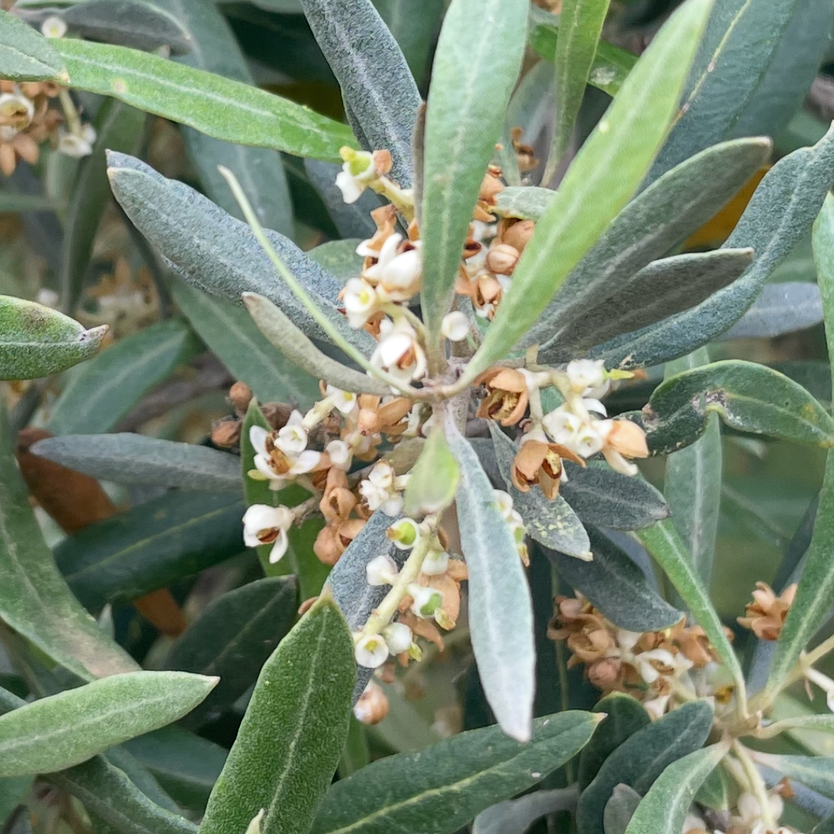 See the beginning of the olive fruit growth